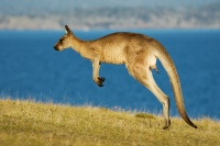 Klokan obrovsky - Macropus giganteus - Eastern Grey Kangaroo 6587